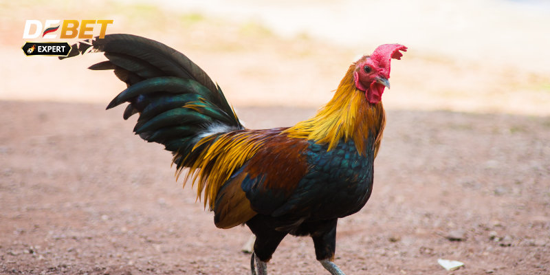 trực tiếp đá gà casino