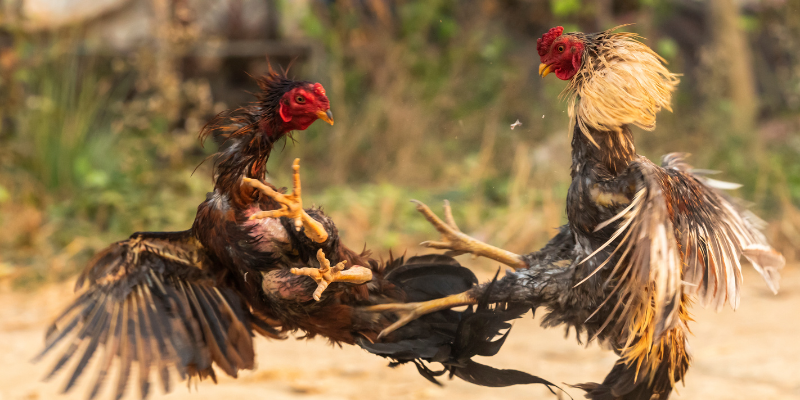 Trực tiếp Đá Gà Casino: 7 Bí Quyết Thắng Lớn Debet